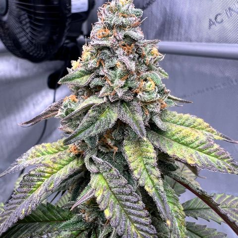 Slurricane Truffles growlog timeline photo