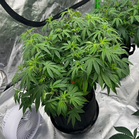 Cali Diesel growlog timeline photo