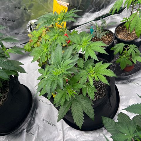 Strawberry Nugget growlog timeline photo