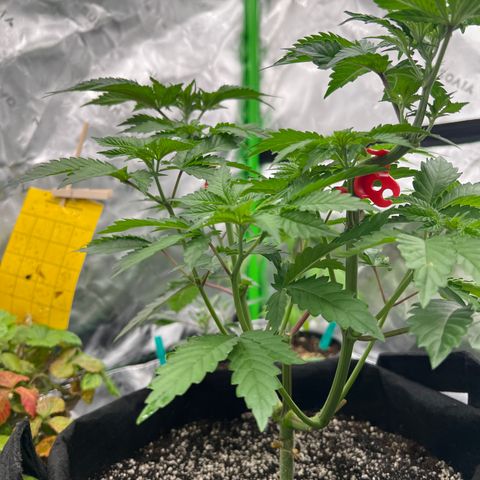 Strawberry Nugget growlog timeline photo