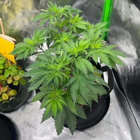 Strawberry Nugget growlog timeline photo