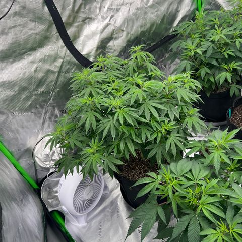 Cali Diesel growlog timeline photo