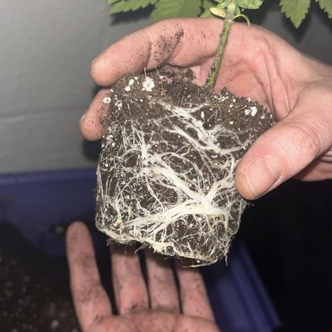 Bruce Banner growlog timeline photo