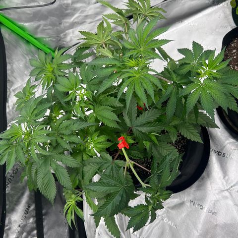 Strawberry Nugget growlog timeline photo