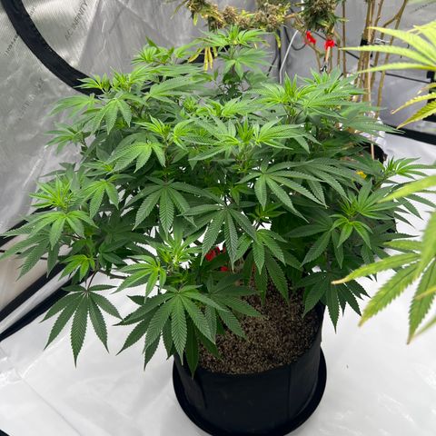 Cali Diesel growlog timeline photo