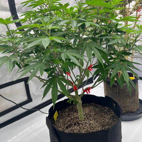 Cali Diesel growlog timeline photo
