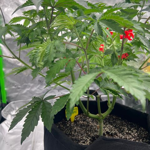 Strawberry Nugget growlog timeline photo