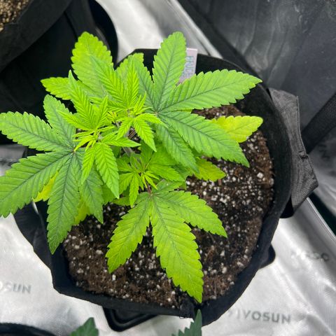 Bruce Banner growlog timeline photo