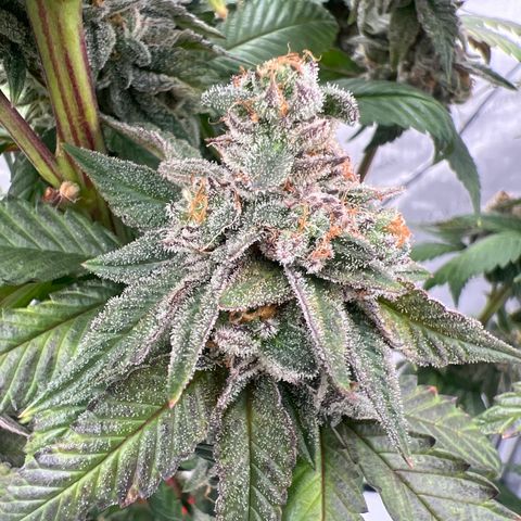 Slurricane Truffles growlog timeline photo