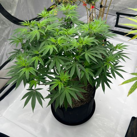 Cali Diesel growlog timeline photo