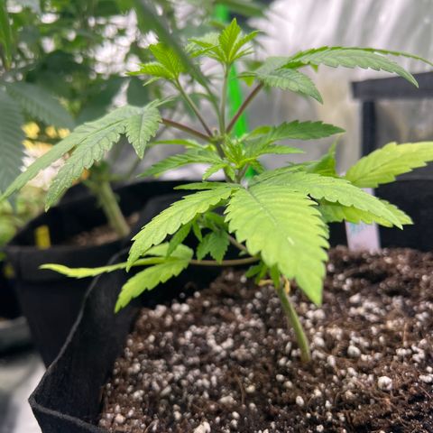 Bruce Banner growlog timeline photo