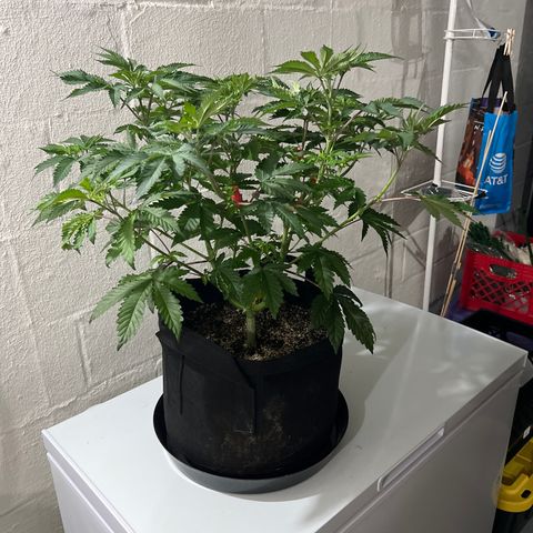 Strawberry Nugget growlog timeline photo