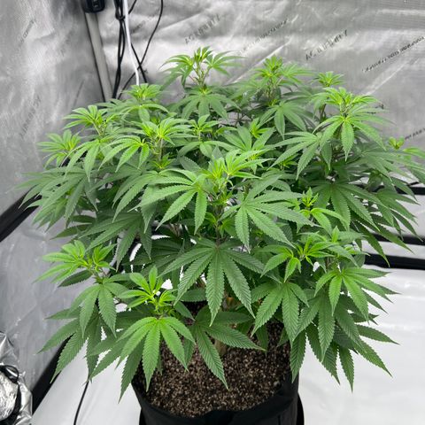 Cali Diesel growlog timeline photo