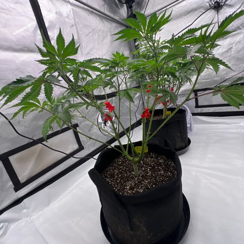 Strawberry Nugget growlog timeline photo