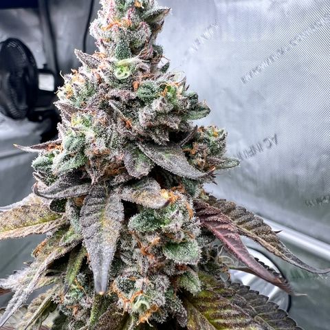 Slurricane Truffles growlog timeline photo
