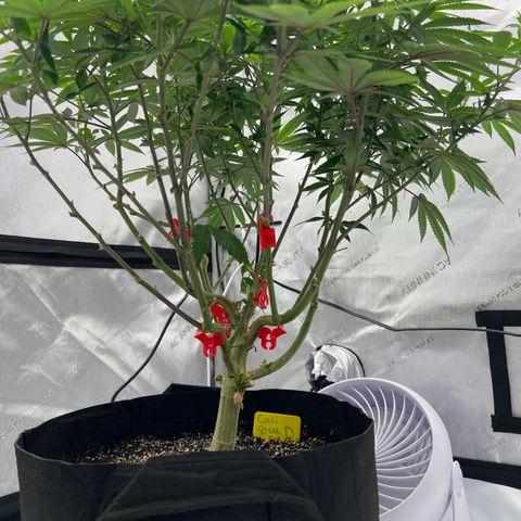 Cali Diesel growlog timeline photo