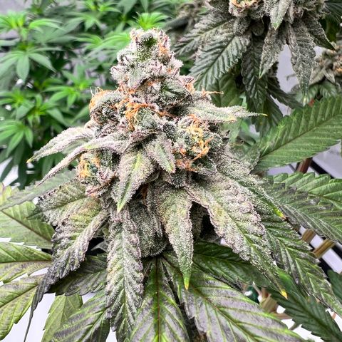 Slurricane Truffles growlog timeline photo