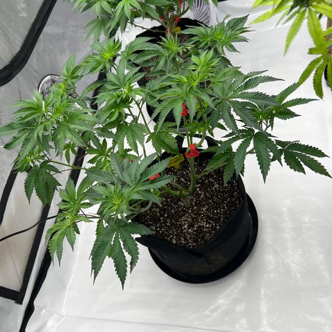 Strawberry Nugget growlog timeline photo
