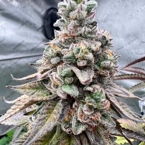 Slurricane Truffles growlog timeline photo
