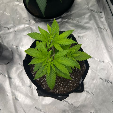 Bruce Banner growlog timeline photo