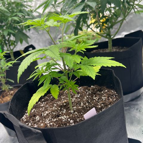 Bruce Banner growlog timeline photo