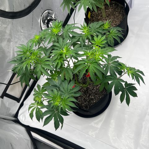 Strawberry Nugget growlog timeline photo