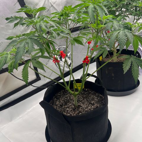 Strawberry Nugget growlog timeline photo