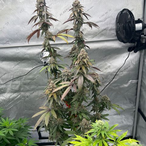 Slurricane Truffles growlog timeline photo