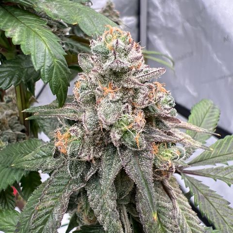 Slurricane Truffles growlog timeline photo