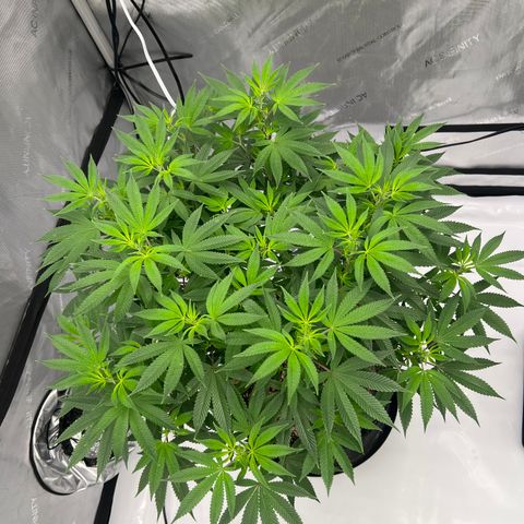 Cali Diesel growlog timeline photo