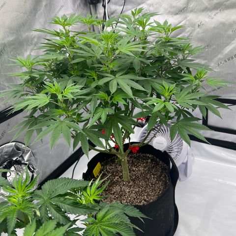 Cali Diesel growlog timeline photo