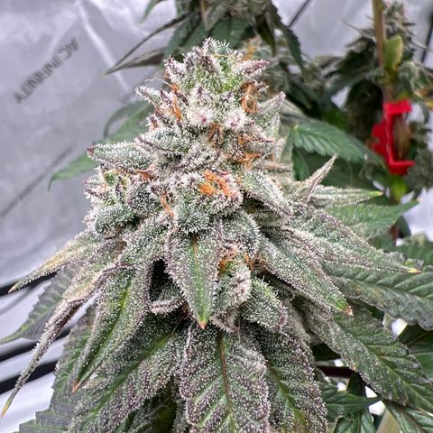 Slurricane Truffles growlog timeline photo