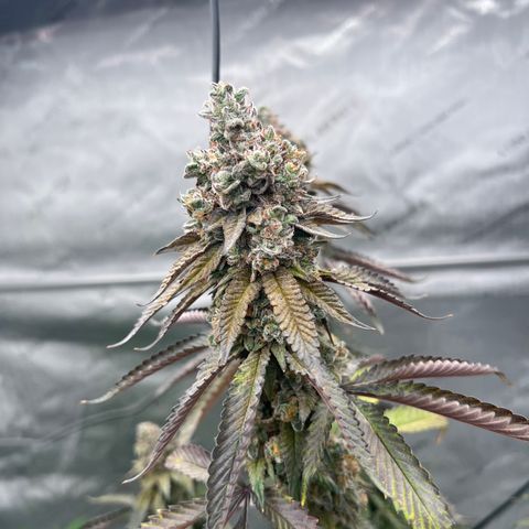 Slurricane Truffles growlog timeline photo