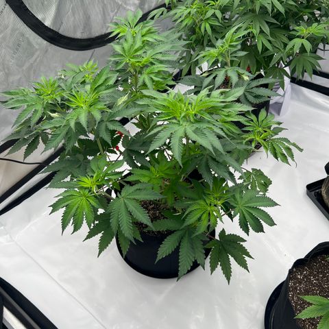 Strawberry Nugget growlog timeline photo
