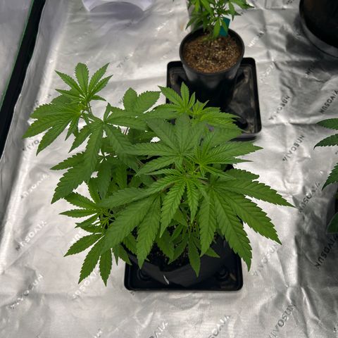 Bruce Banner growlog timeline photo