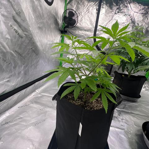 Bruce Banner growlog timeline photo