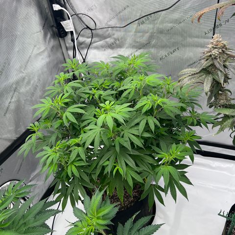 Cali Diesel growlog timeline photo