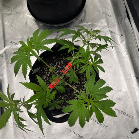Bruce Banner growlog timeline photo