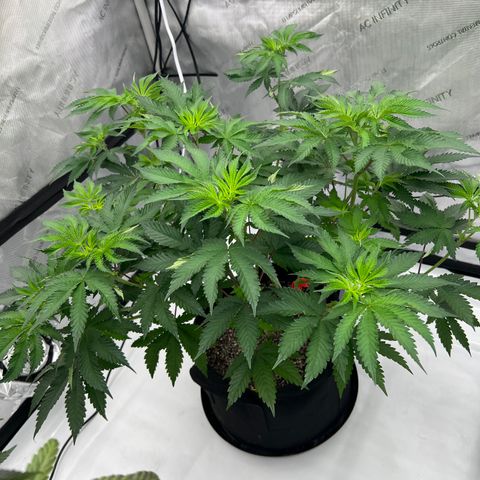 Strawberry Nugget growlog timeline photo