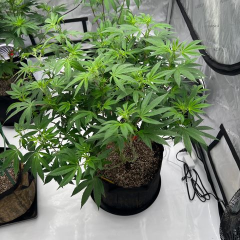 Cali Diesel growlog timeline photo