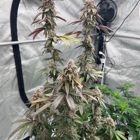 Slurricane Truffles growlog timeline photo