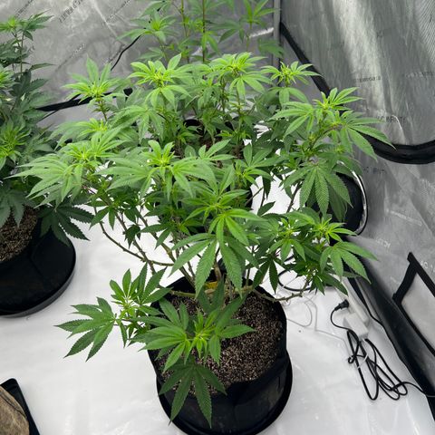 Cali Diesel growlog timeline photo