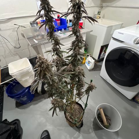 Slurricane Truffles growlog timeline photo