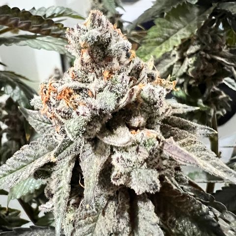 Slurricane Truffles growlog timeline photo