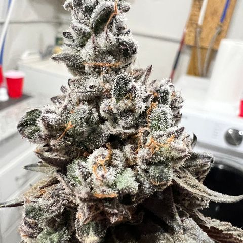 Slurricane Truffles growlog timeline photo