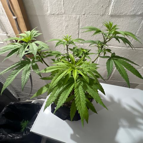 Bruce Banner growlog timeline photo