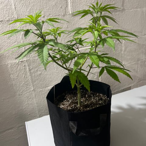 Bruce Banner growlog timeline photo
