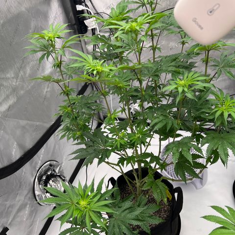 Strawberry Nugget growlog timeline photo