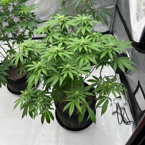 Cali Diesel growlog timeline photo