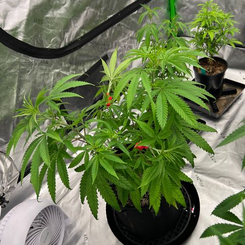 Bruce Banner growlog timeline photo